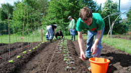 grow-waterworks-garden_planting-out-seedlings