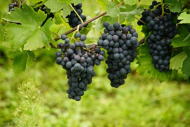 winorośl w Polsce