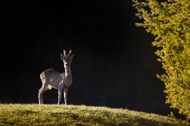 roe-deer-5018337_640